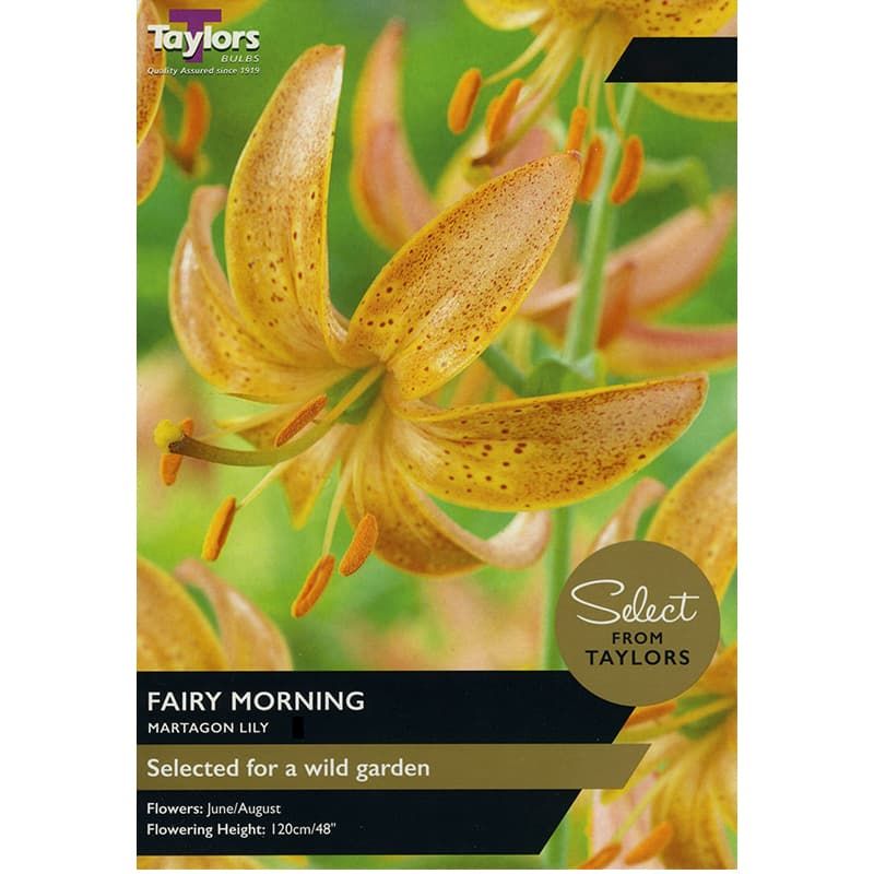 Lilium 'Fairy Morning'