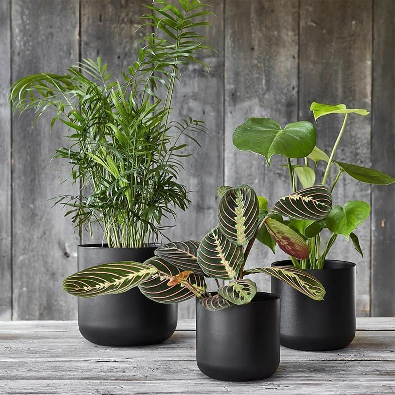 Lisbon Indoor Planter Anthracite - 11.5cm