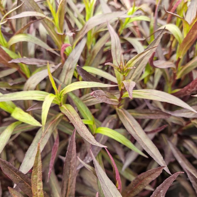 Lobelia 'Russian Princess' 2 Litres