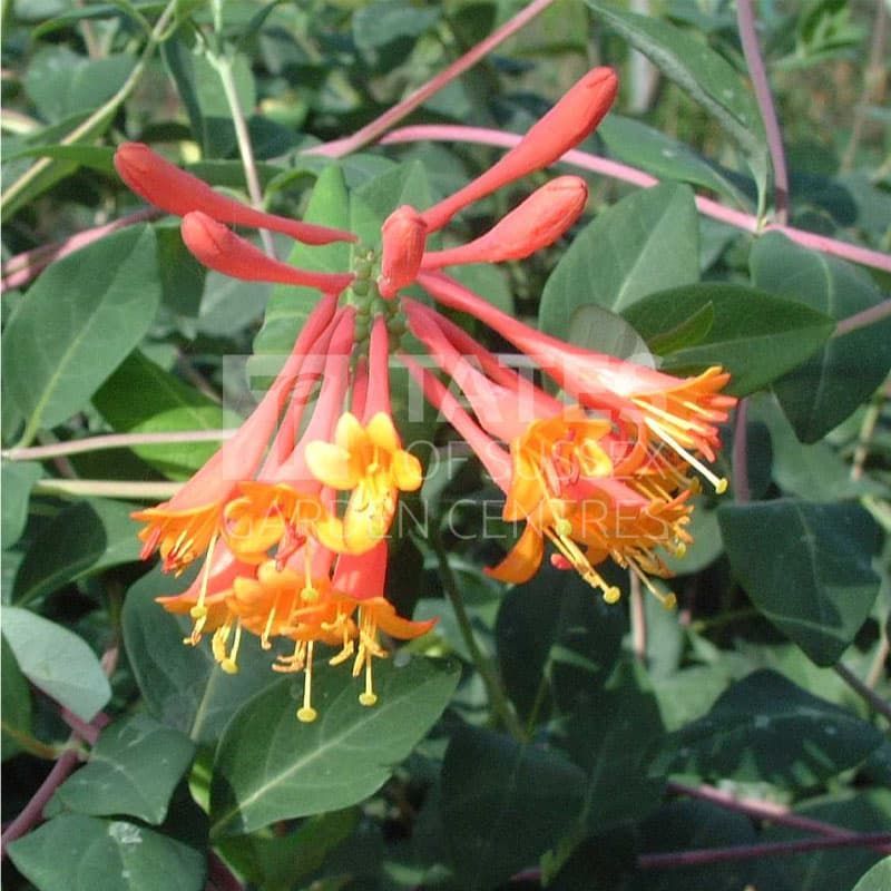 Lonicera brownii 'Dropmore Scarlet' 3 Litres