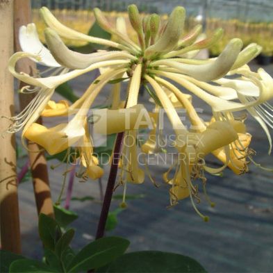 Lonicera 'Graham Thomas' 3 Litres