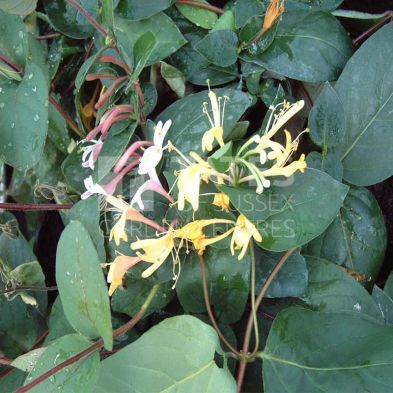 Lonicera japonica 'Purpurea' 3 Litres