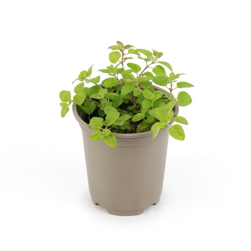 Marjoram 'French' 9cm