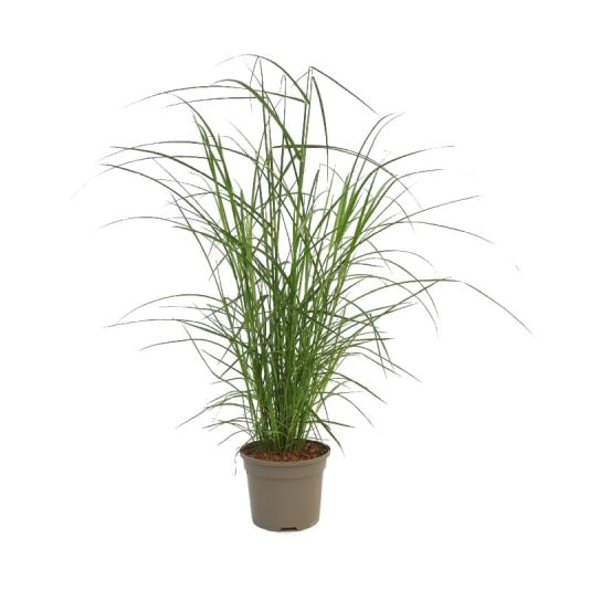 Miscanthus 'Ferner Osten' 3 Litres