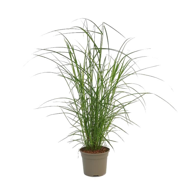 Miscanthus 'Ferner Osten' 3 Litres