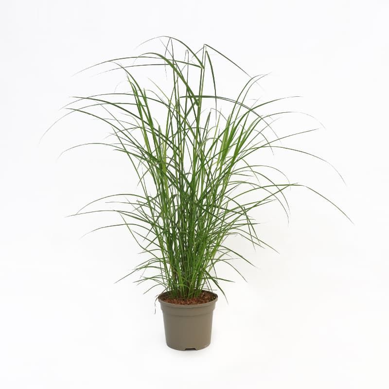 Miscanthus 'Ferner Osten' 3 Litres