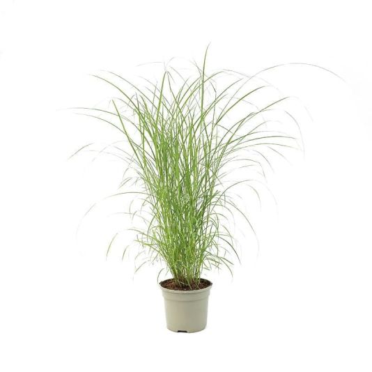 Miscanthus 'Fire Dragon' 3 Litres