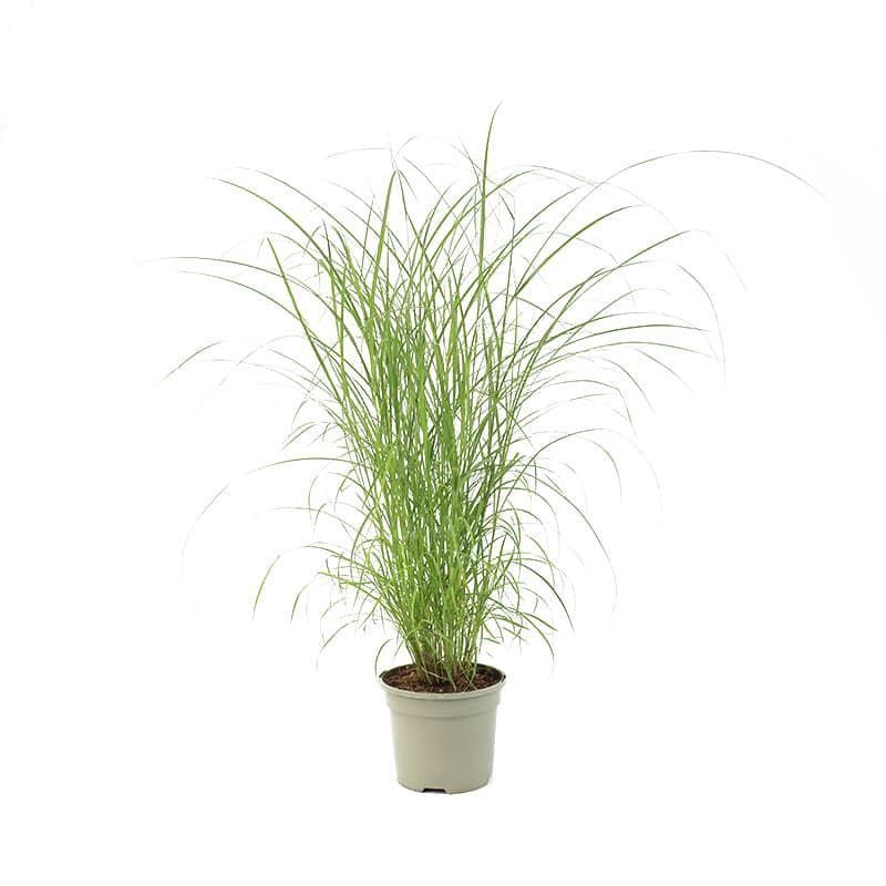 Miscanthus 'Fire Dragon' 3 Litres