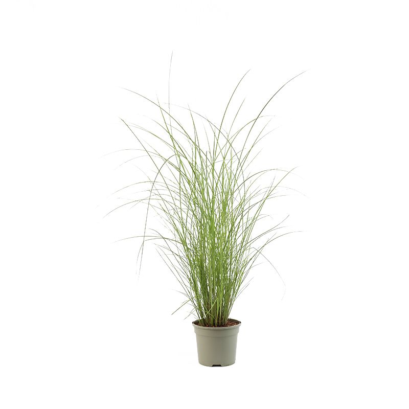 Miscanthus sinensis 'Flamingo' 3 Litres