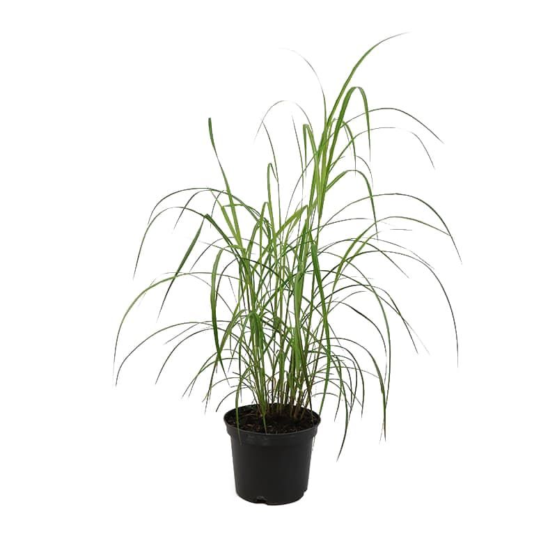 Miscanthus sinensis 'Purple Fall' 3 Litres