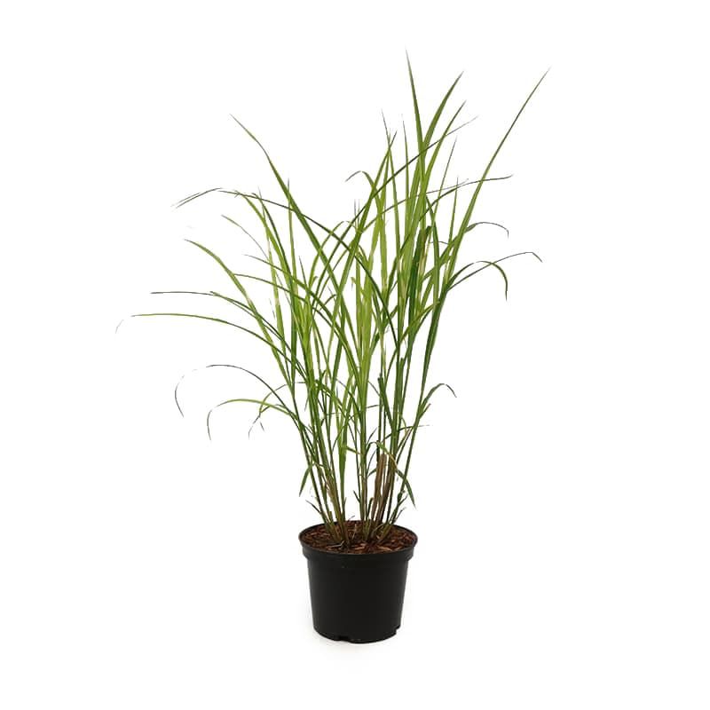 Miscanthus sinensis 'Strictus' 3 Litres