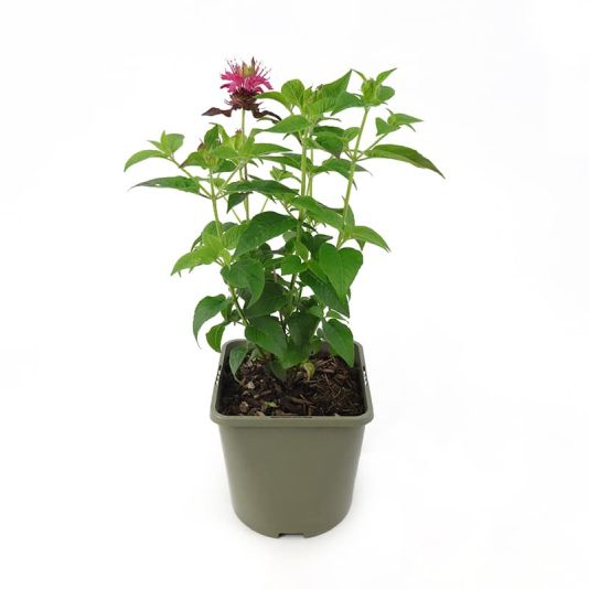 Monarda 'Didyama Dancing Bird' 3 Litres