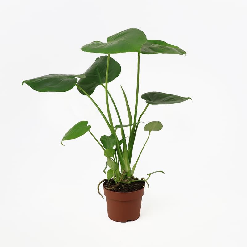 Monstera deliciosa - Peat Free