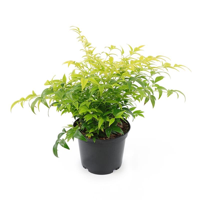 Nandina domestica 'Lemon & Lime' 2 Litres