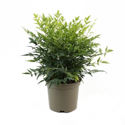 Nandina domestica 'Lemon & Lime' 5 Litre