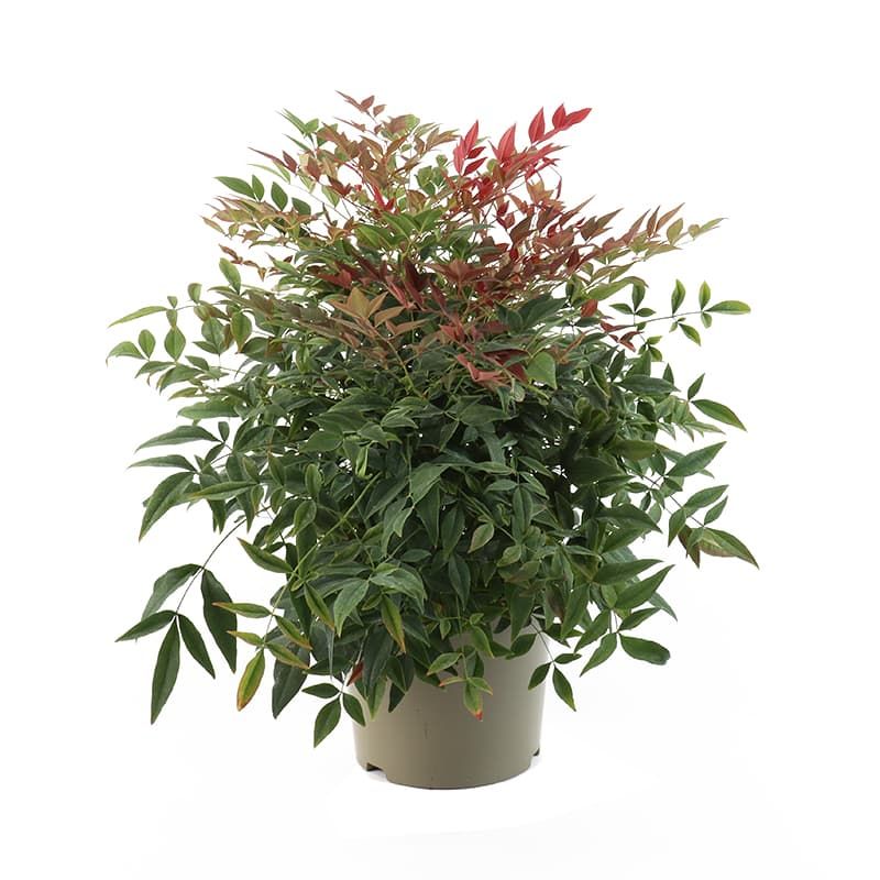 Nandina domestica 'Obsessed' 5 Litres