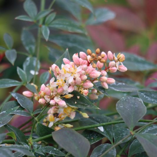 Nandina domestica 'Obsessed' 5 Litres