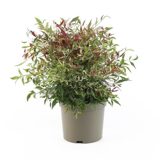 Nandina domestica 'Red Light' 5 Litres