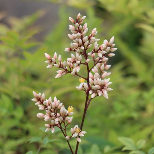 Nandina domestica 'Richmond' 5 Litres