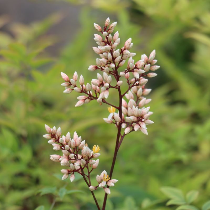 Nandina domestica 'Richmond' 5 Litres