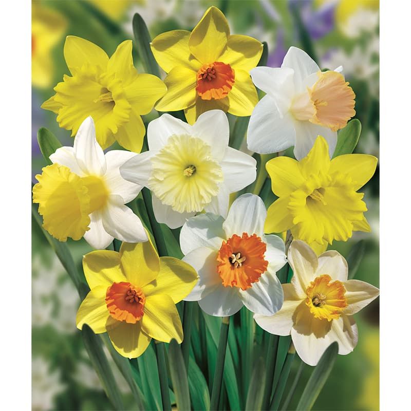 Narcissus 5Kg Mixed Pack