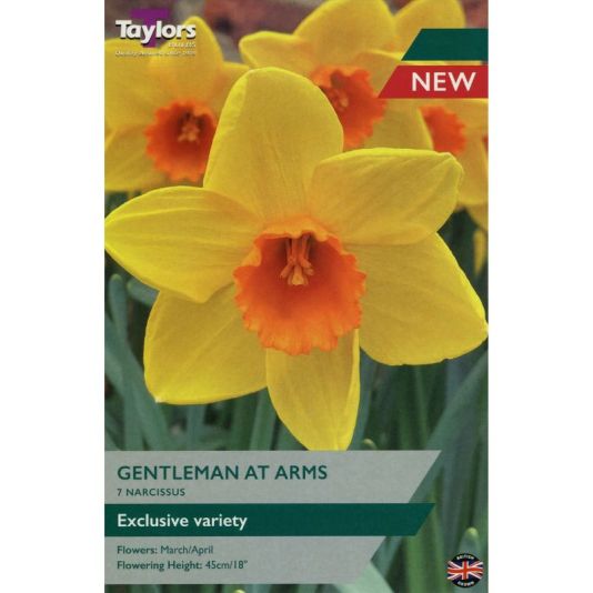 Narcissus 'Gentleman at Arms'