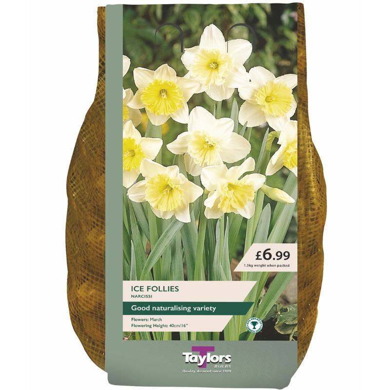 Narcissus 'Ice Follies' Carry Pack