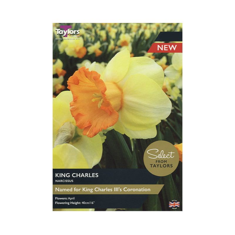 Narcissus 'King Charles'