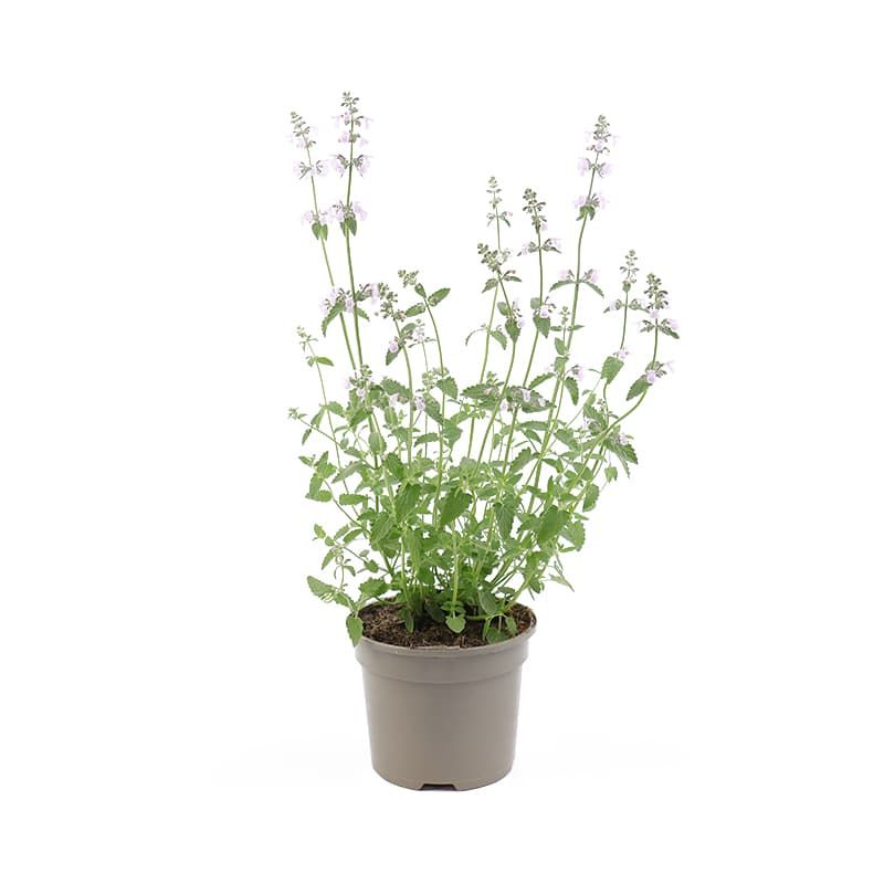 Nepeta Amelia 2 Litres