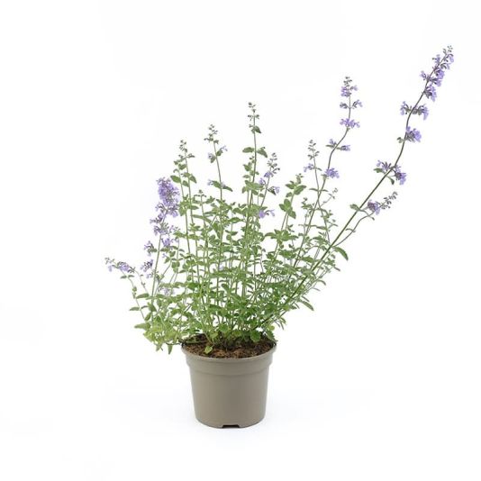 Nepeta 'Walkers Low' 2 Litres