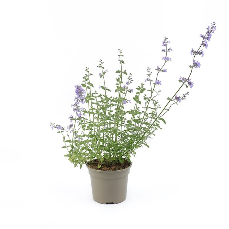 Nepeta 'Walkers Low' 2 Litres