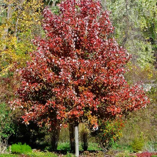 Acer rubrum 'October Glory' 12 Litres