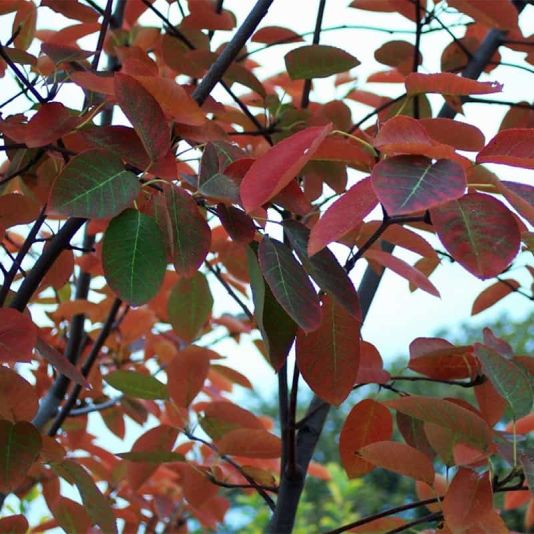 Amelanchier canadensis 12 Litres