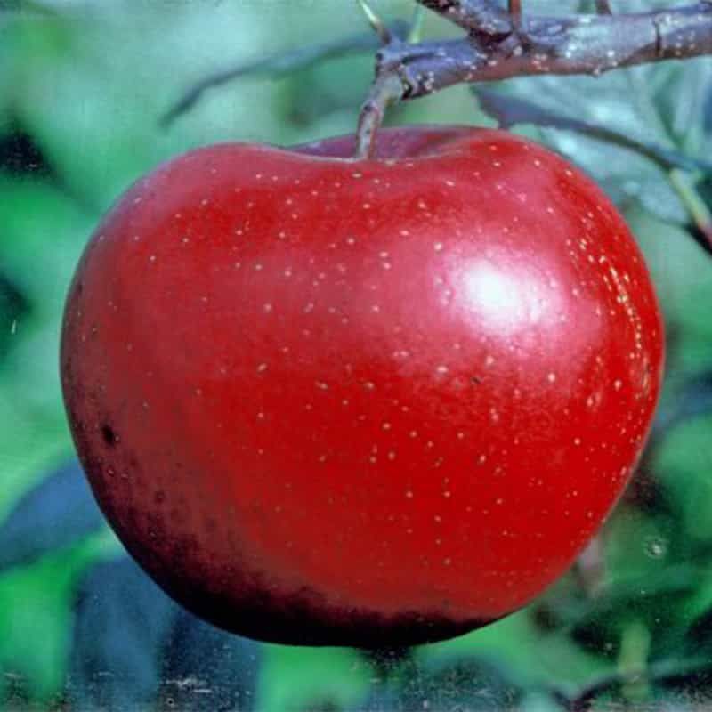 Apple (Malus) 'Red Devil' 12 Litres MM106