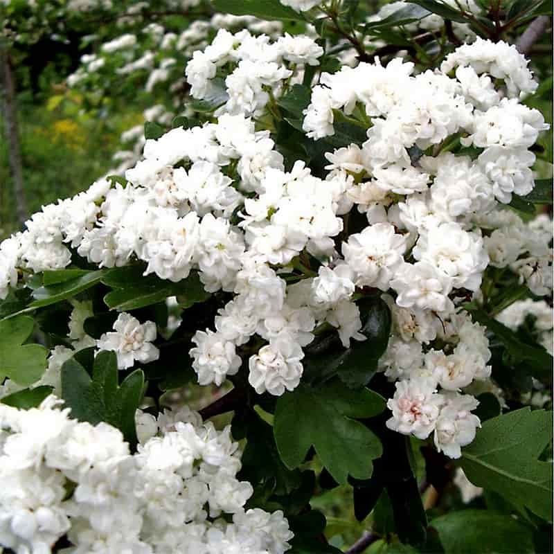 Crataegus 'Plena' 12 Litres