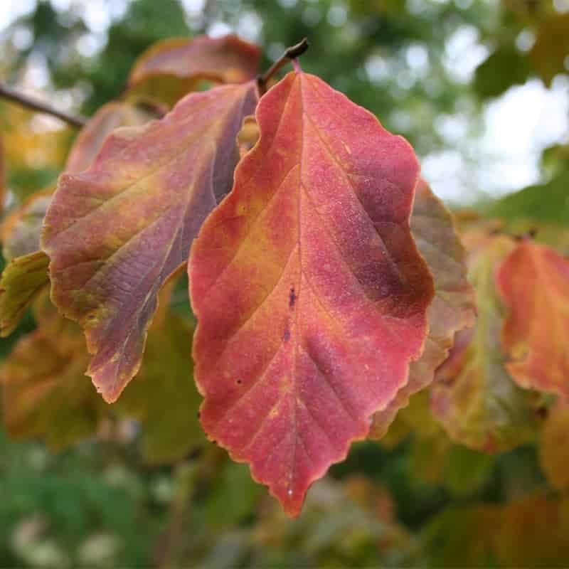 Parrotia persica 12 Litres