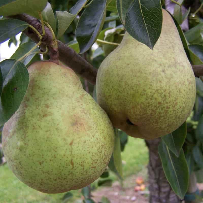 Pear (Pyrus) 'William's Bon Chretien' 12 Litres Quince A