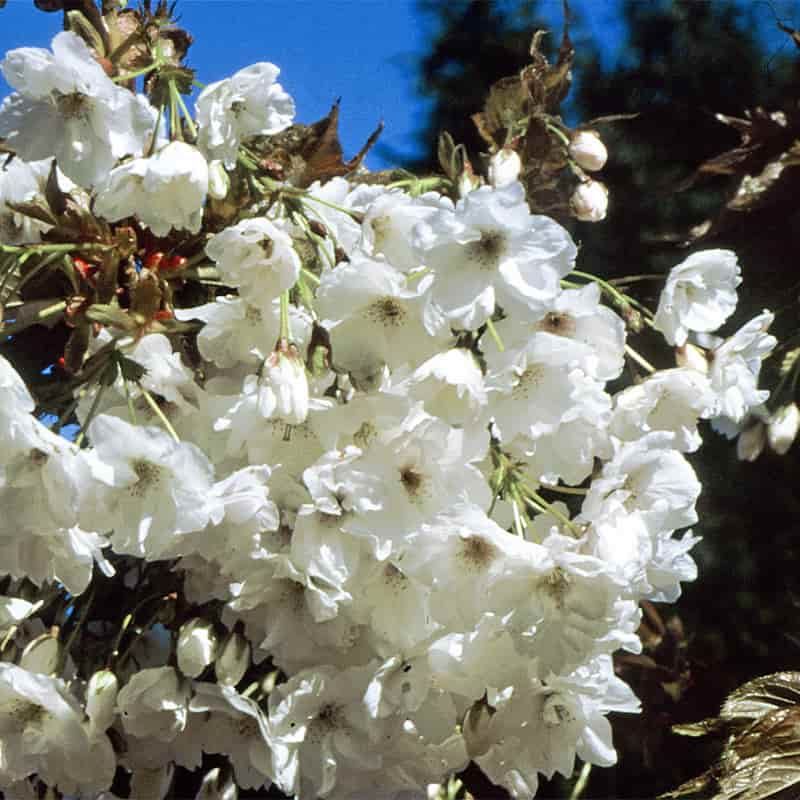 Prunus 'Fragrant Cloud' 12 Litres