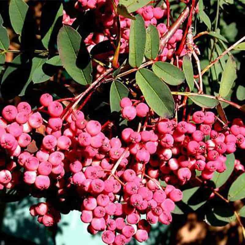 Sorbus 'Pink Pagoda' 12 Litres