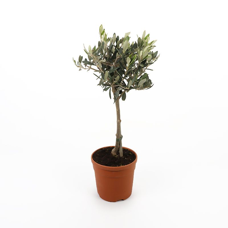 Olea europaea Mini Standard 1.5 Litres