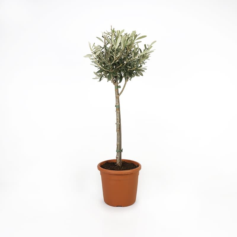 Olea europaea Standard 3 Litres