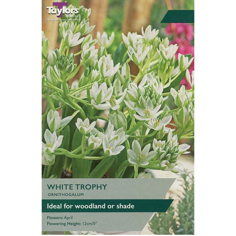 Ornithogalum 'White Trophy'