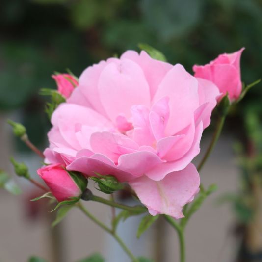 Peter Beales 'Rose Bonica' 4 Litres