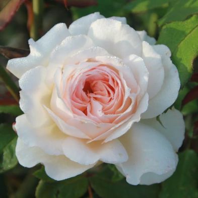 Bush Rose 'Pearl' 3 Litres