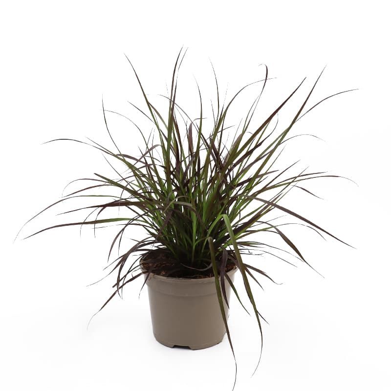 Pennisetum advena 'Chelsea' 2 Litres