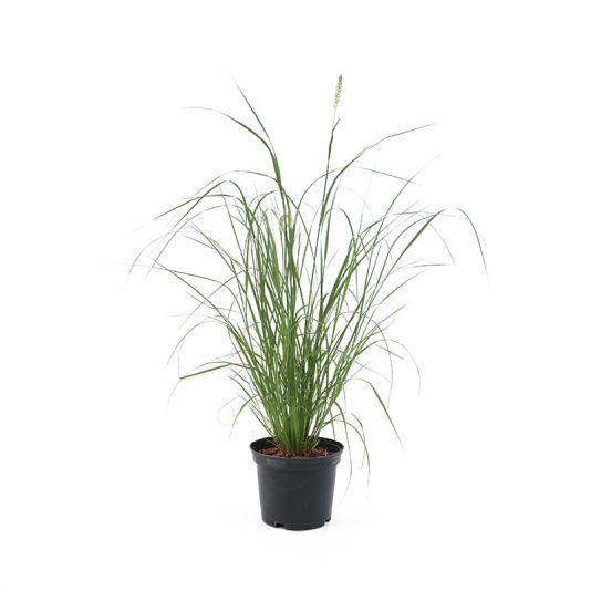 Pennisetum alopecuroides 'Hameln' 3 Litres