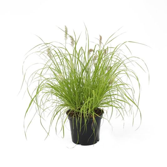 Pennisetum alopecuroides 'Hameln Gold' 3 Litres