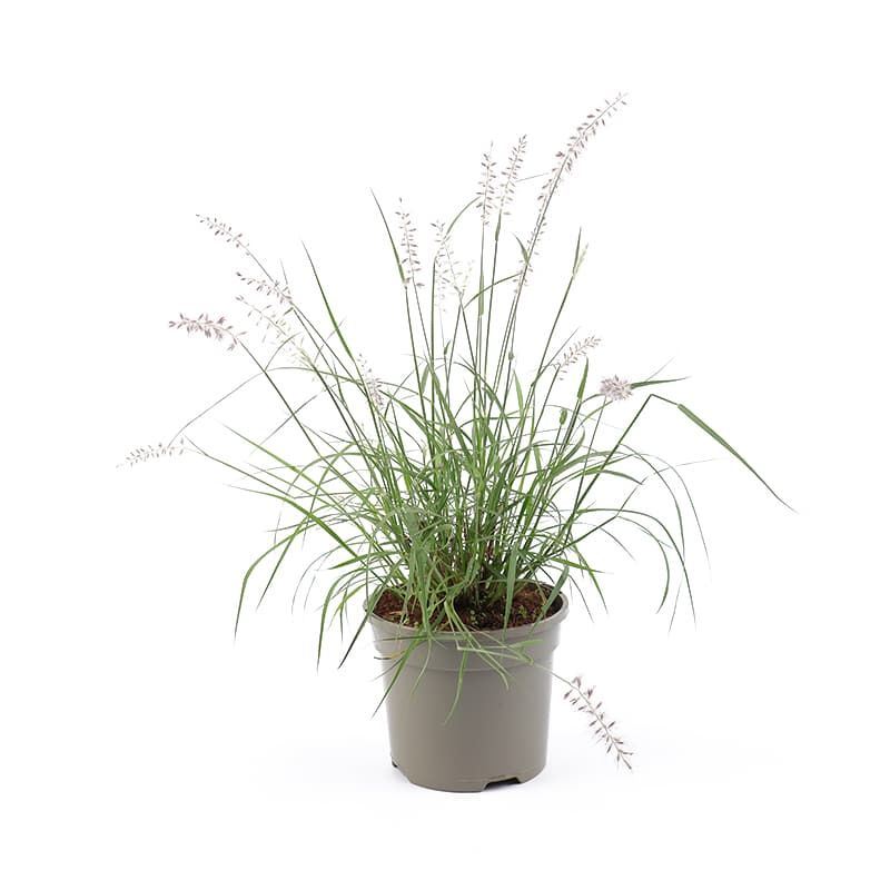 Pennisetum 'Dance With Me' 3 Litres