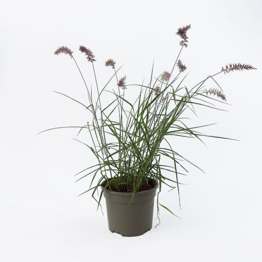 Pennisetum orientale 'Flamingo' 2 Litre