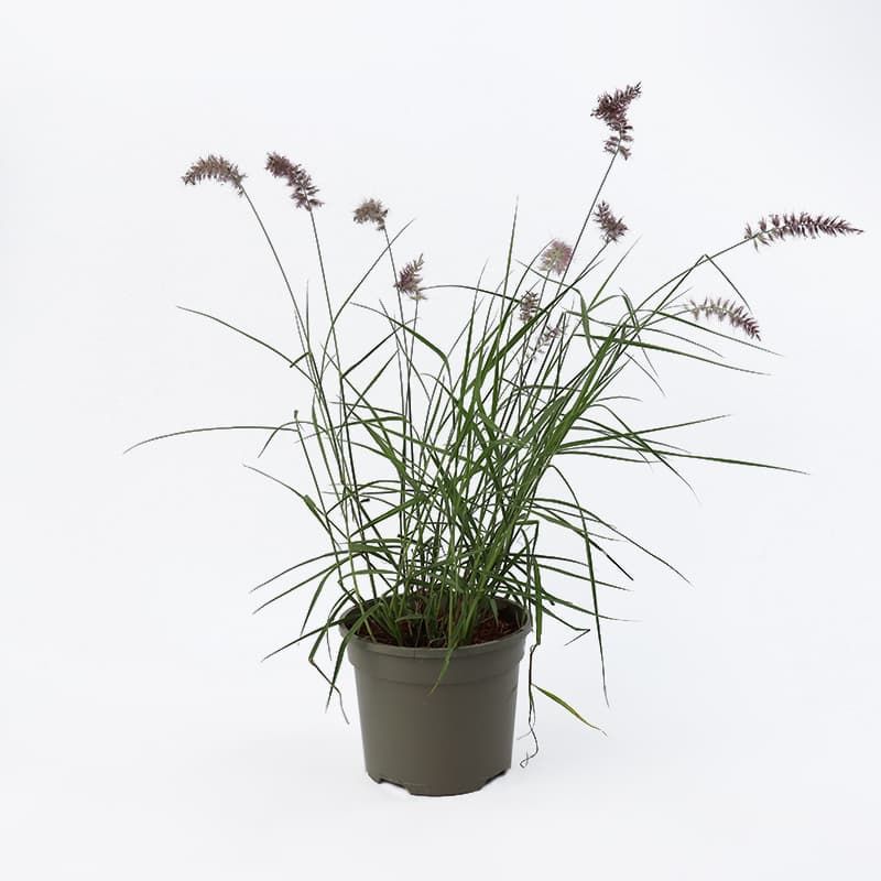 Pennisetum orientale 'Flamingo' 2 Litres